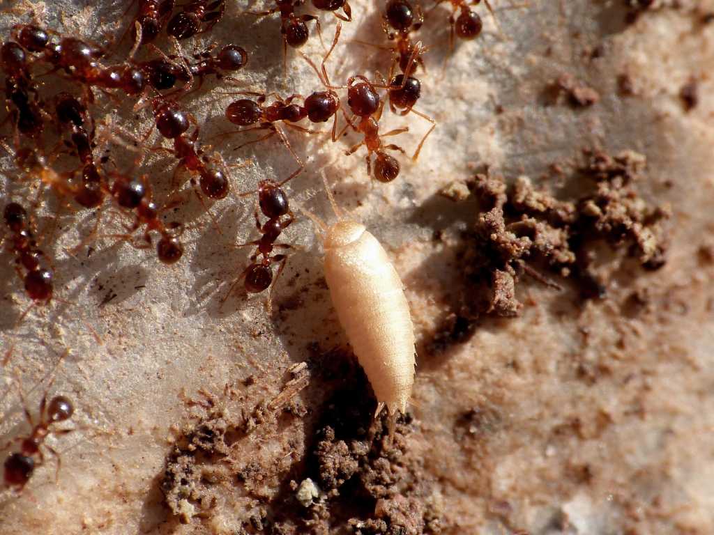 Atelura formicaria con formiche Pheidole sp. - Tolfa (RM)